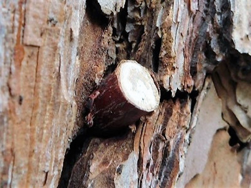 Fotogr.il 5.10.2021 lignicolo